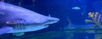 Tubarões no Oceanic Aquarium