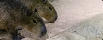 Capivaras no Oceanic Aquarium