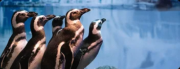 Pinguins no Oceanic Aquarium